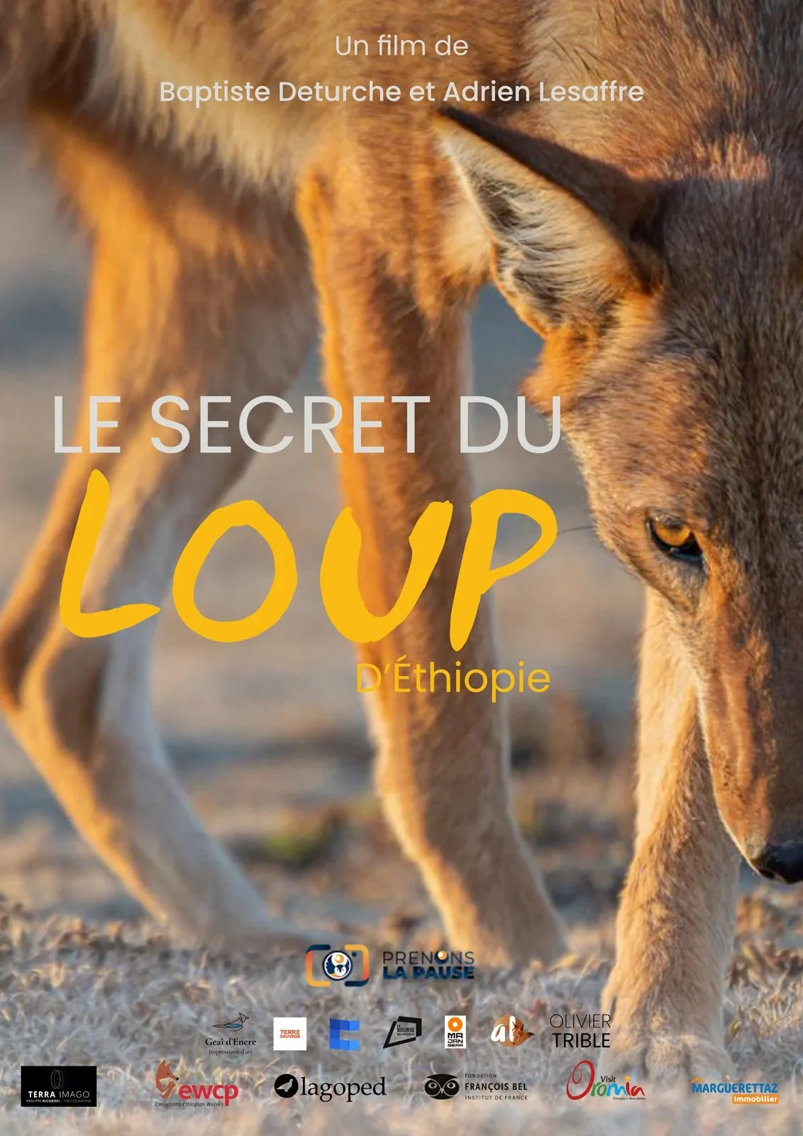 poster de LE SECRET DU LOUP
